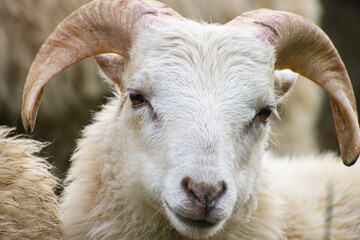 Junger schneewei&szlig;er Skuddenbock