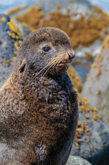 Northern Fur Seal (Callorhinus ursinus) at hauling-out in St. George Island, Pribilof Islands, Alaska, USA