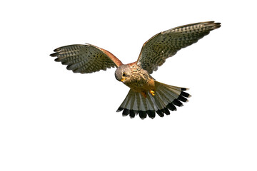 Common kestrel (Falco tinnunculus)