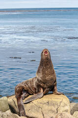 Northern Fur Seal (Callorhinus ursinus) at hauling-out in St. George Island, Pribilof Islands, Alaska, USA