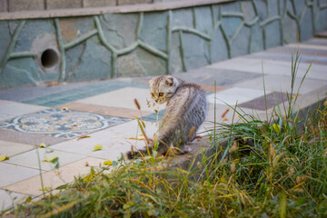 Cute little grey kitten standing on a stone curb. Outdoor Autumn photo.