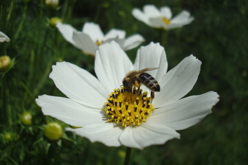 Fototapeta premium bee on daisy