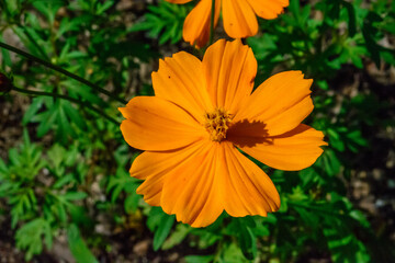 orange flower in garden