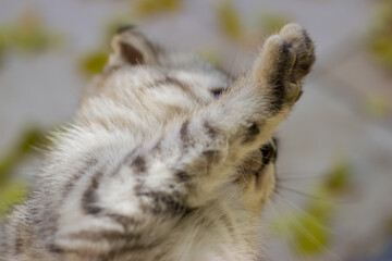 Close-up image of the beautiful little grey kitten. Blurred background. Outdoor Autumn picture.