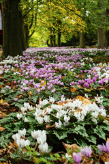 Fototapeta premium autumn in the park 2