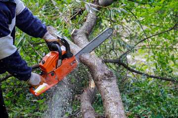 Broken the trunk tree after hurricane of man is cutting a tree with a chainsaw