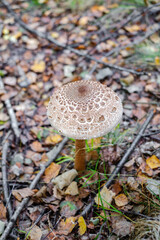 Parasol mushrooms ( Macrolepiota procera ) in the forest