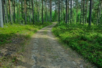 Fototapeta na wymiar Dirt track overgrown with grass in the forest with tire tracks with a turn