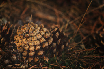 Fallen pineapples on the ground during autumn in the forest