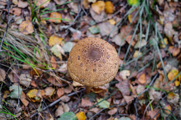 Parasol mushrooms ( Macrolepiota procera ) in the forest
