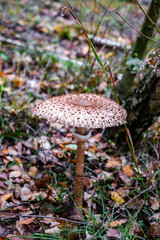 Parasol mushrooms ( Macrolepiota procera ) in the forest
