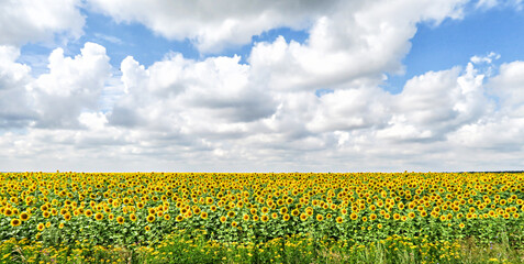 Field with sunflowers, bright yellow flowers. Panoramic shot of ripe seeds in close-up. Seeds that make sunflower oil.