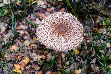 Parasol mushrooms ( Macrolepiota procera ) in the forest