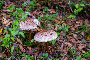 Parasol mushrooms ( Macrolepiota procera ) in the forest