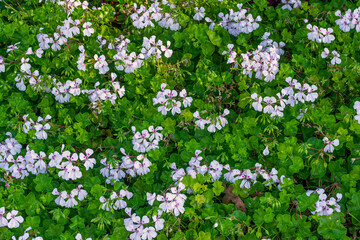 Small blooming flowers with green leafs