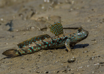 Yellow spotted mudskippers Periophthalmus walailakae in Borneo
