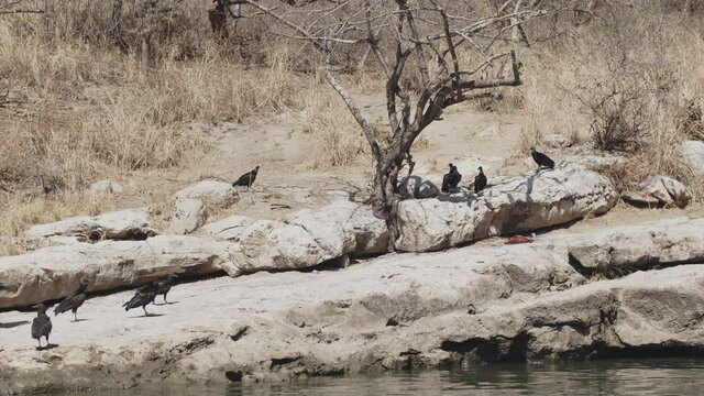 Some black vultures standing on a rock next to Grijalba river seen from a boat in Sumidero Canyon, Chiapas, Mexico