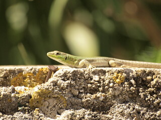 Lizard green