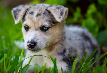 Little Border Collie Blue Merle puppy