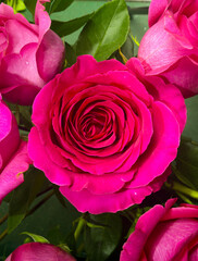 pink roses on a green background