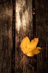 Obraz premium Herbstblatt