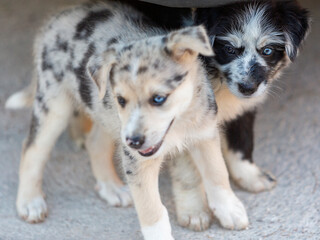 Little Border Collie Blue Merle puppy