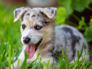 Little Border Collie Blue Merle puppy