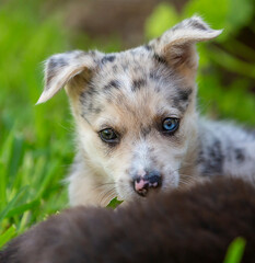 Little Border Collie Blue Merle puppy