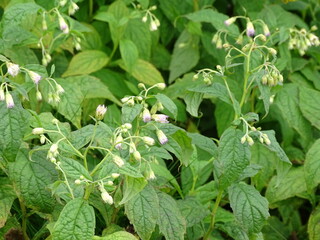 August Flowers in Vermont