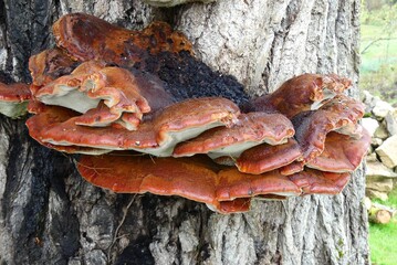 Red fungus on tree