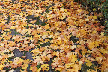 Maple leaves lie on the sidewalk in autumn