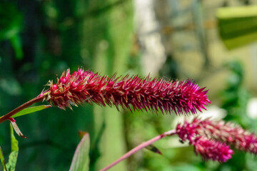 pink flower in the garden