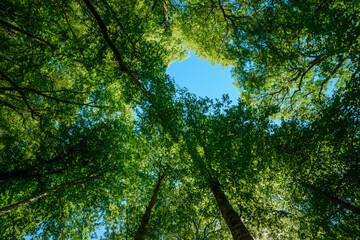 Green tree branches looking up