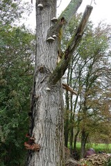 Mushrooms  on a tree