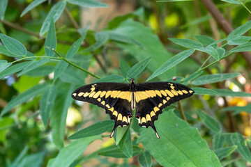 Vivid exotic monarch butterfly sitting on tropical  leaf.