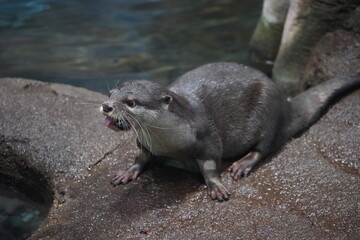 カワウソ　動物　可愛い　海の生物　