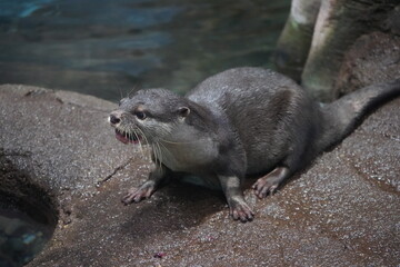 カワウソ　動物　可愛い　海の生物　