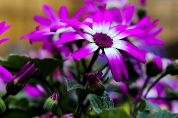 purple flowers in the garden