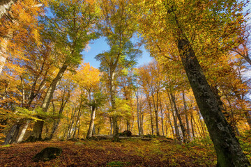 Beech forest in autumn, trees in backlight