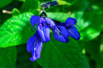 closeup of blue flower