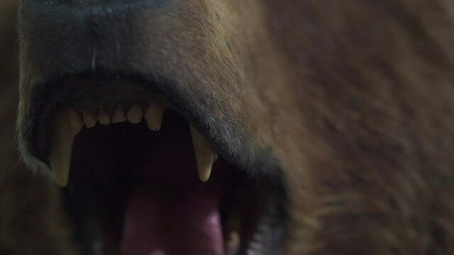 Close-up - a stuffed bear with an open mouth.