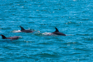 Fototapeta premium Pod of Dolphins in Bay of Islands, New Zealand