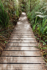 Boardwalk in Waipoua Forest