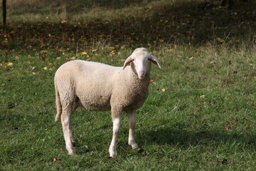 A herd of white sheep grazes on a fenced pasture