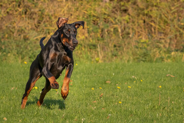 Doberman dog K9 in training