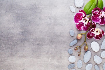 Beauty pink orchid on a gray background.