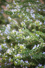 花の咲くローズマリー