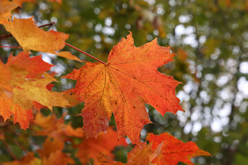 Bright maple leaves on a tree in autumn