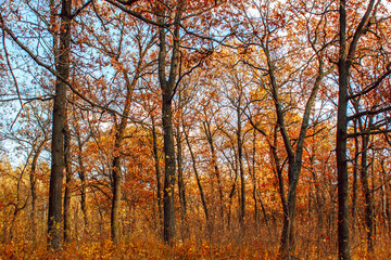 Fototapeta premium autumn forest trees with bright yellow leaves on a blue sky background with white clouds on a sunny day