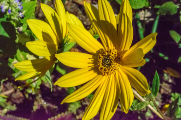 yellow flowers in the garden